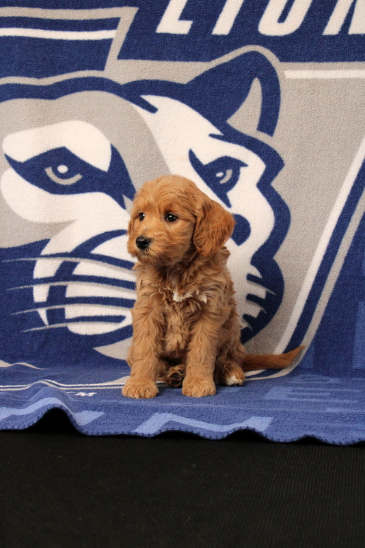 puppy, for, sale, Mini Goldendoodle F1B, Matthew B. Stoltzfus, dog, breeder, Gap, PA, dog-breeder, puppy-for-sale, forsale, nearby, find, puppyfind, locator, puppylocator, aca